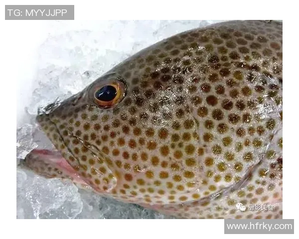 探索足球花纹鱼的奇妙世界与生态价值解析